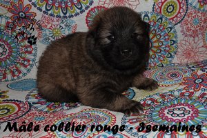 chiot eurasier