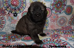 chiot eurasier