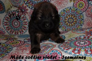 chiot eurasier