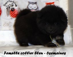 chiot eurasier