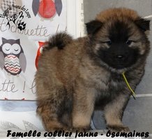 chiot eurasier