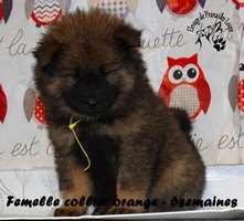 chiot eurasier