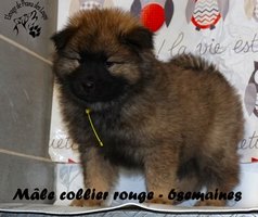 chiot eurasier