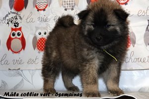 chiot eurasier