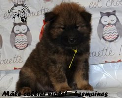 chiot eurasier