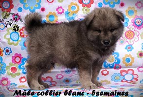 chiot eurasier