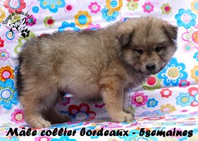 chiot eurasier