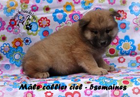 chiot eurasier