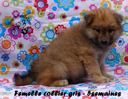 chiot eurasier