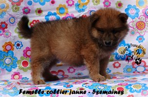 chiot eurasier