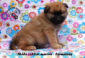 chiot eurasier