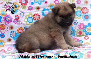 chiot eurasier