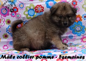 chiot eurasier