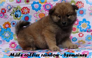 chiot eurasier