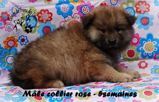 chiot eurasier