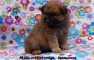 chiot eurasier