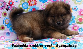 chiot eurasier