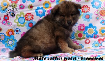 chiot eurasier