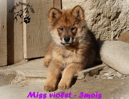 chiot eurasier