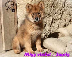 chiot eurasier