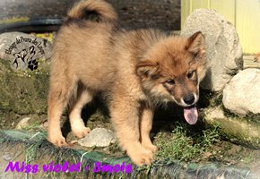 chiot eurasier