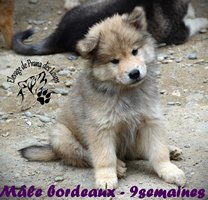 chiot eurasier