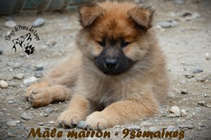 chiot eurasier