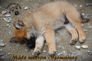 chiot eurasier