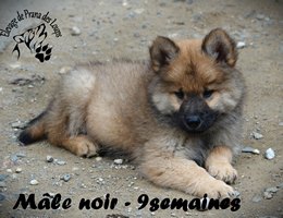 chiot eurasier