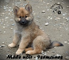 chiot eurasier