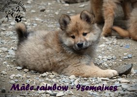 chiot eurasier