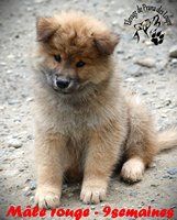 chiot eurasier