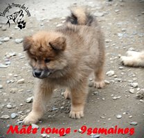 chiot eurasier