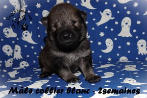 chiot eurasier