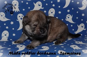 chiot eurasier