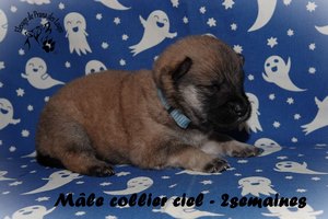 chiot eurasier