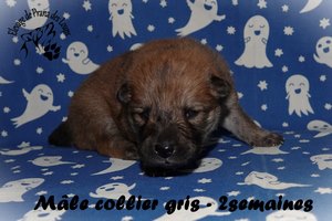 chiot eurasier