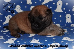 chiot eurasier