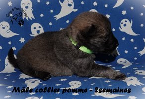 chiot eurasier