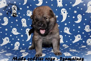 chiot eurasier