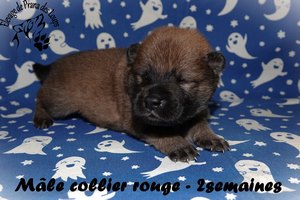 chiot eurasier