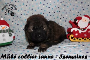 chiot eurasier