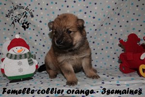 chiot eurasier