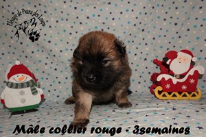 chiot eurasier