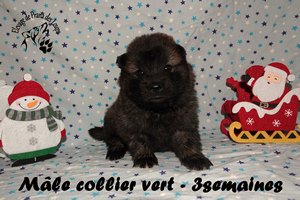 chiot eurasier