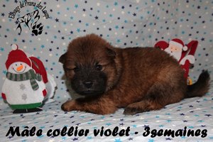 chiot eurasier