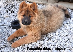 chiot eurasier