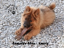 chiot eurasier