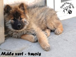 chiot eurasier