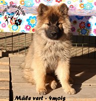 chiot eurasier